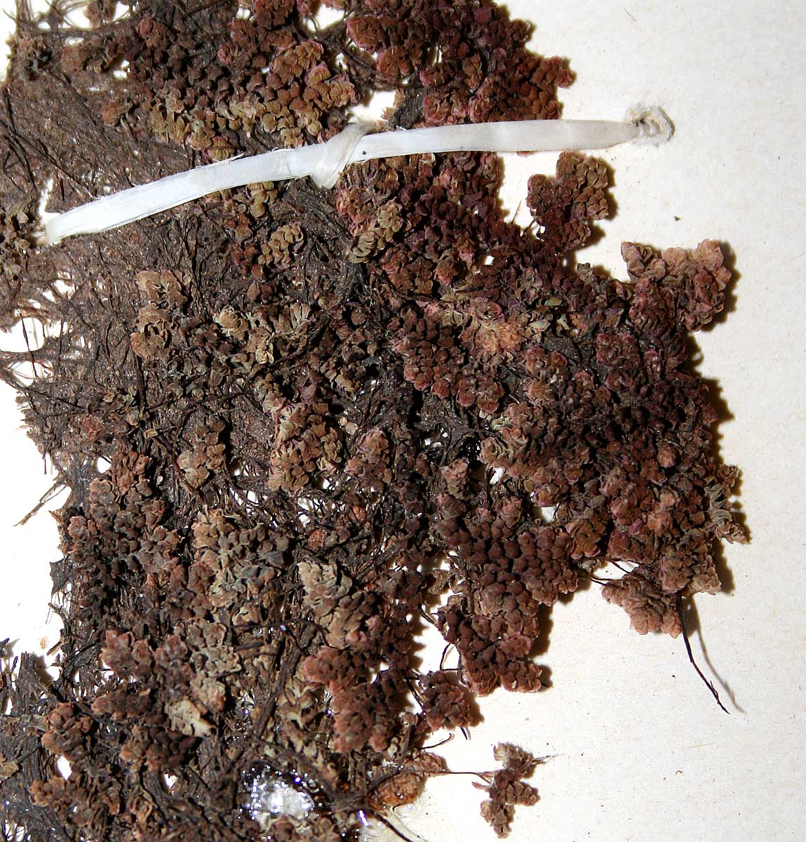 Azolla pinnata subsp. africana