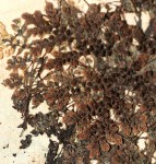 Azolla pinnata subsp. africana