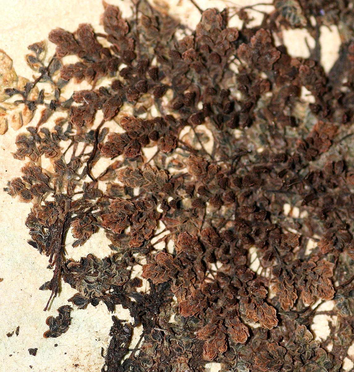 Azolla pinnata subsp. africana