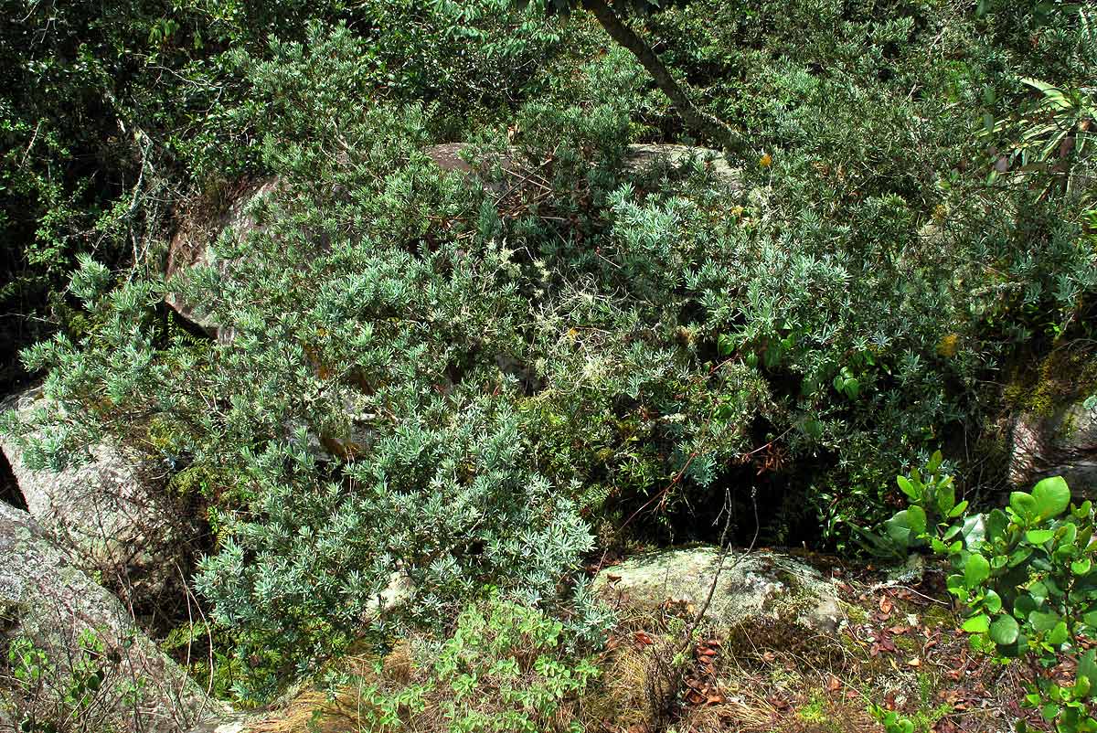 Podocarpus latifolius