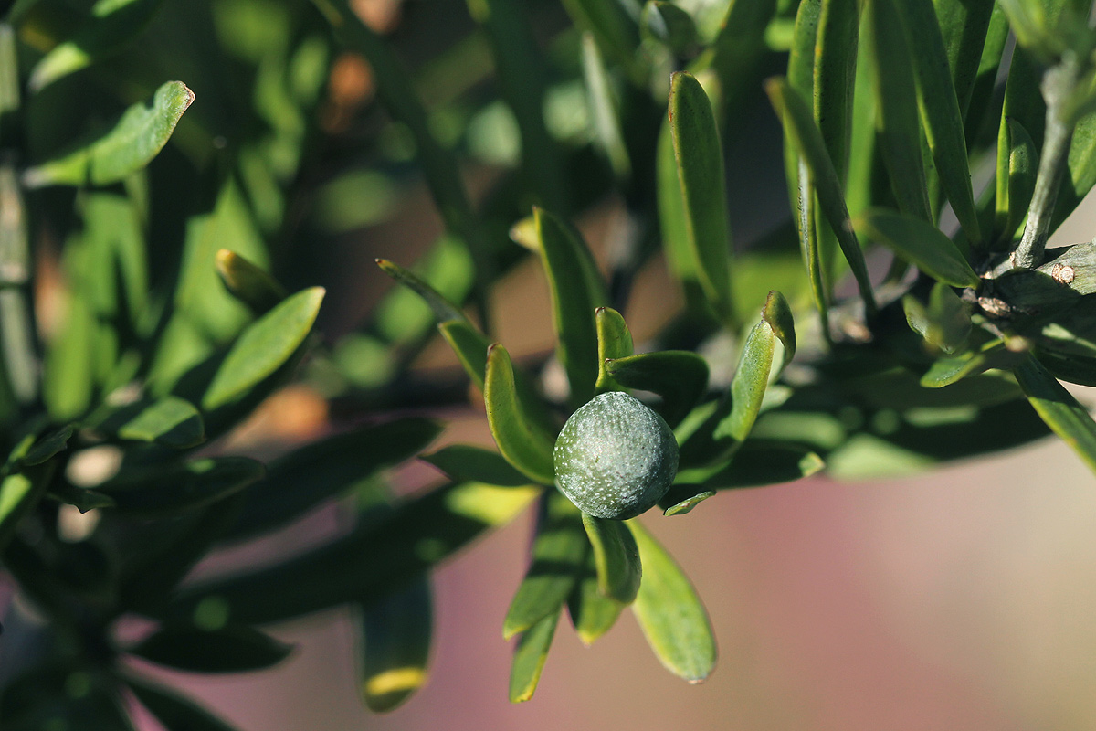 Podocarpus latifolius
