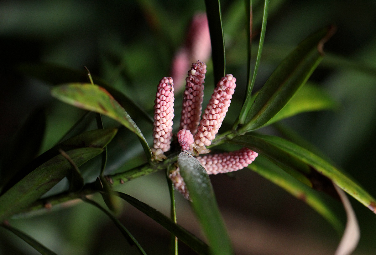 Podocarpus latifolius