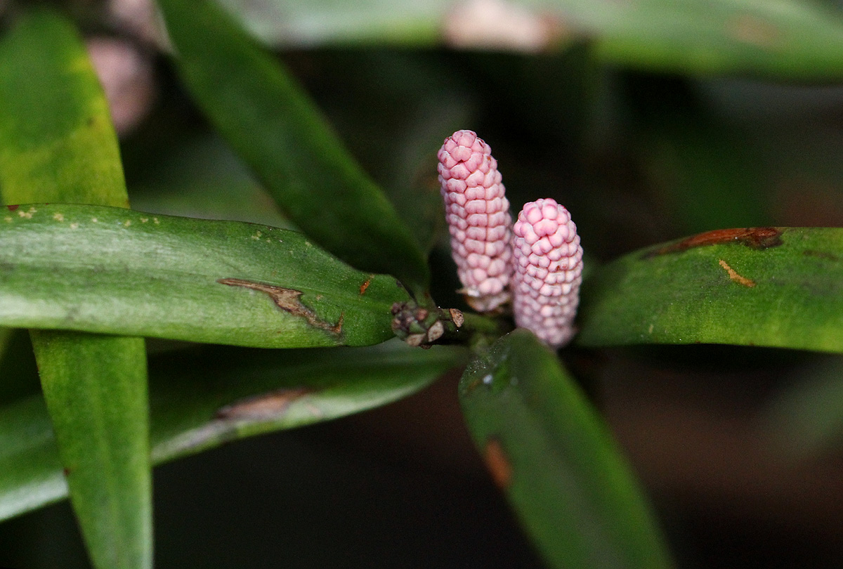 Podocarpus latifolius