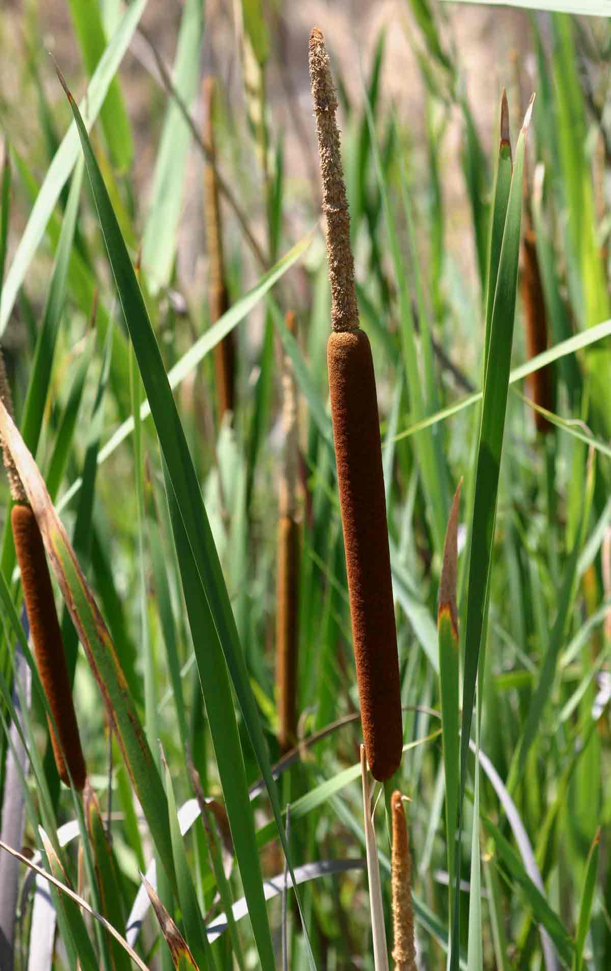 Typha capensis Typha capensis