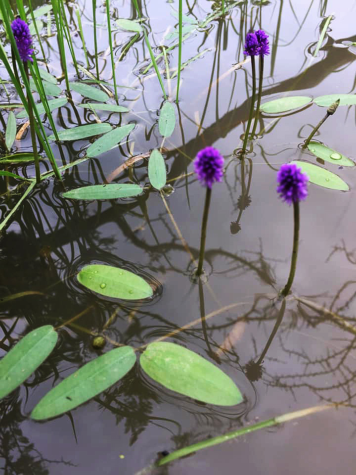 Aponogeton afroviolaceus var. afroviolaceus