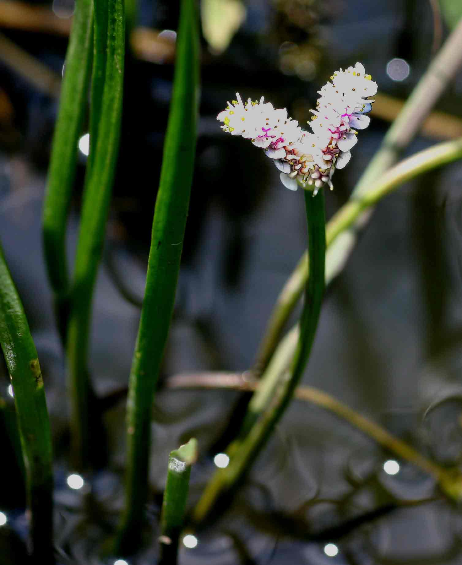 Aponogeton junceus