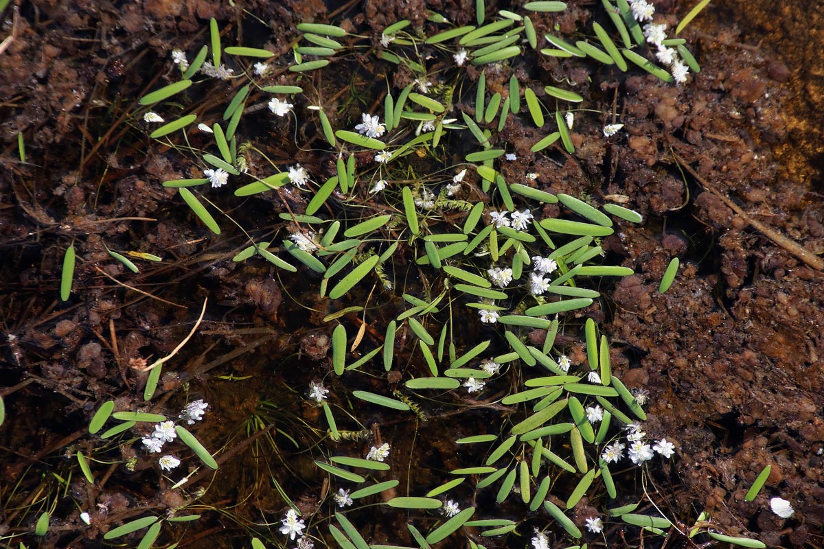 Aponogeton stuhlmannii