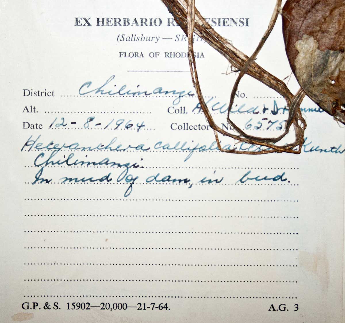 Caldesia parnassifolia