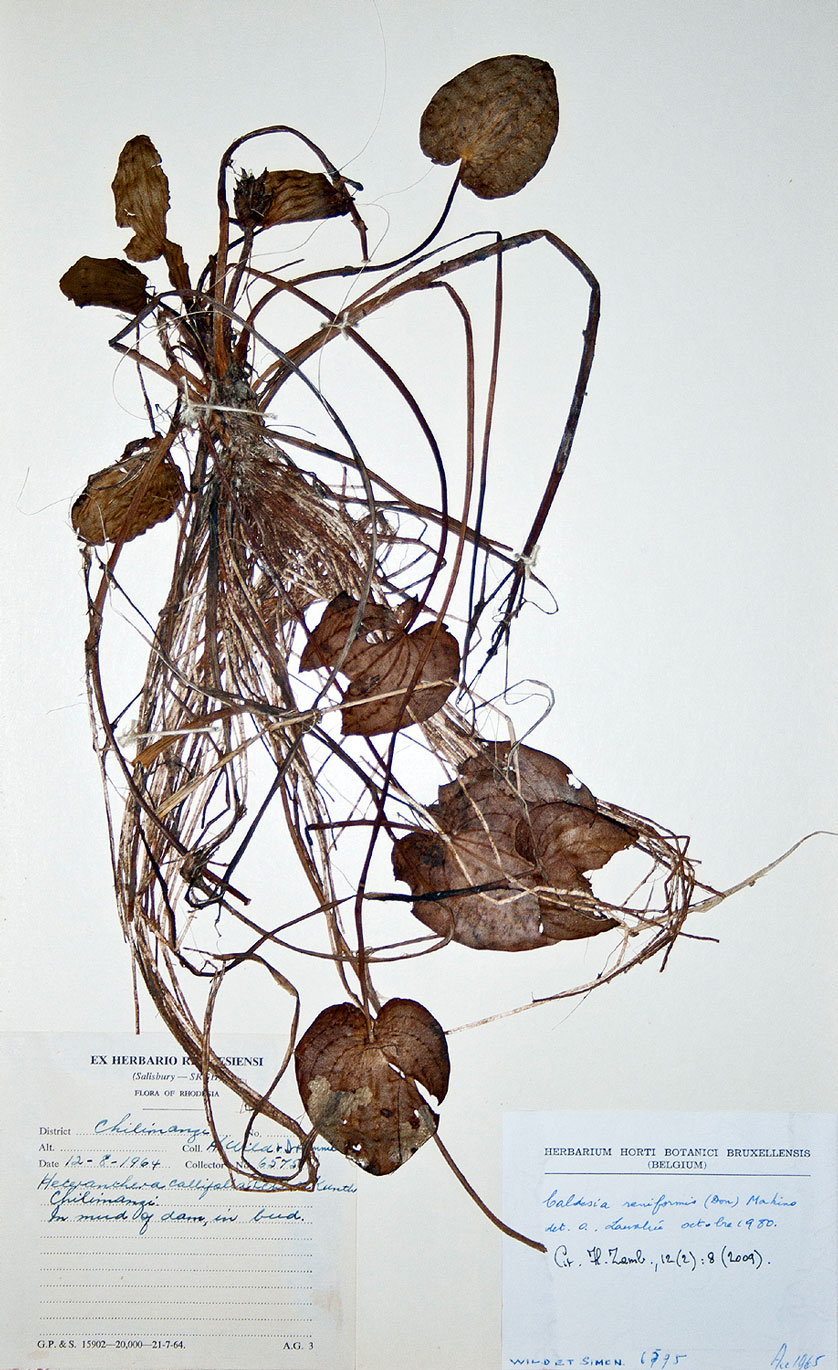 Caldesia parnassifolia