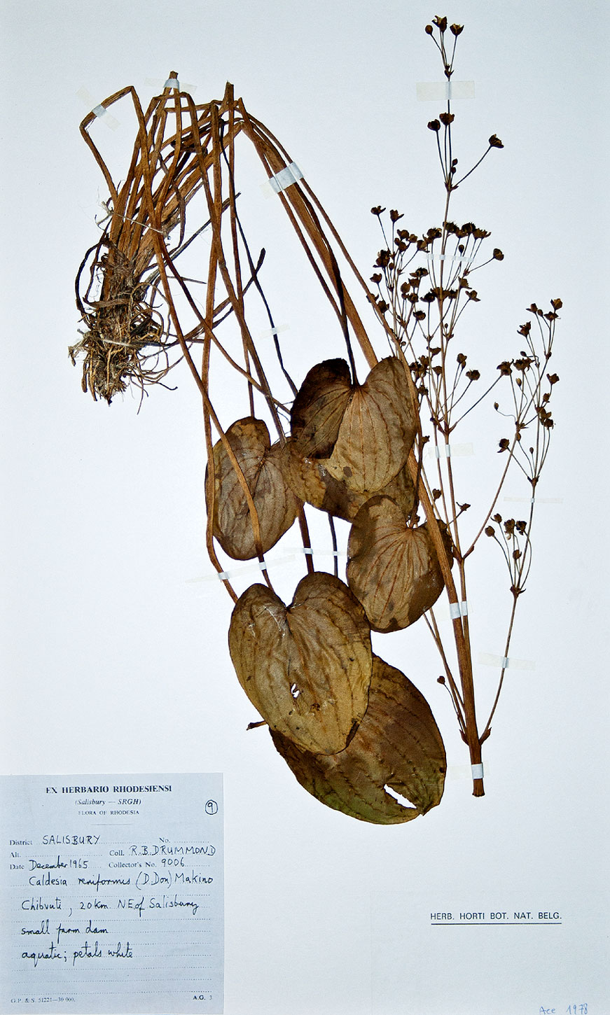 Caldesia parnassifolia