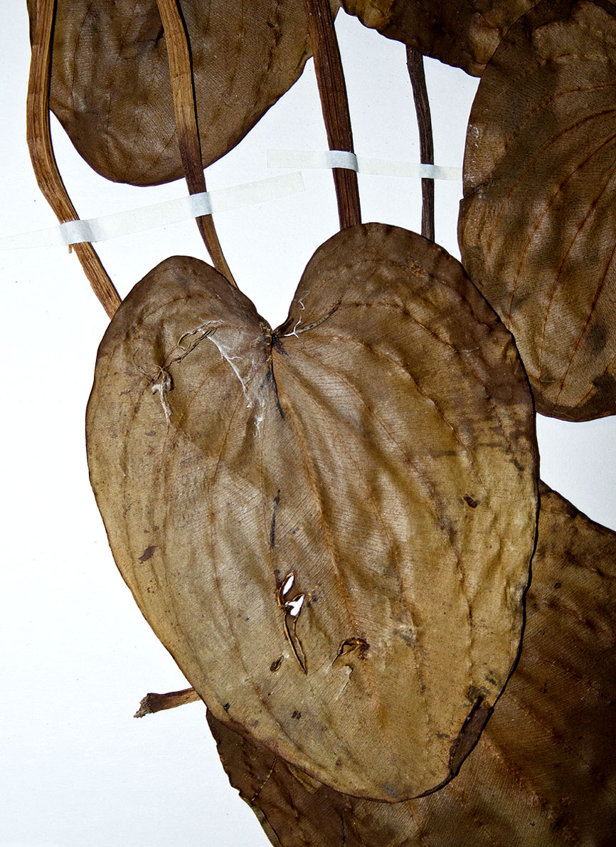 Caldesia parnassifolia