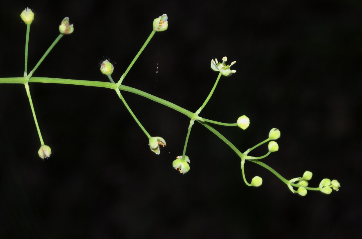 Burnatia enneandra Burnatia enneandra