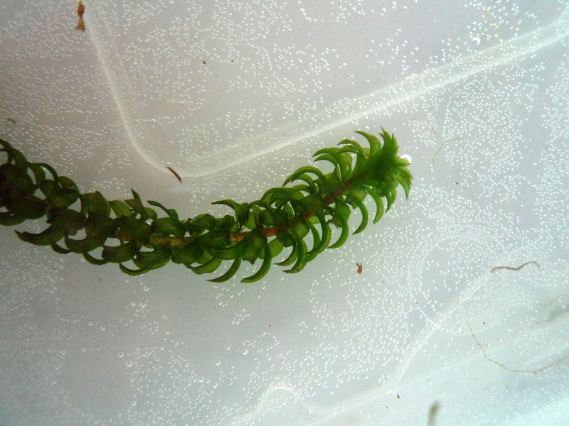 Lagarosiphon ilicifolius