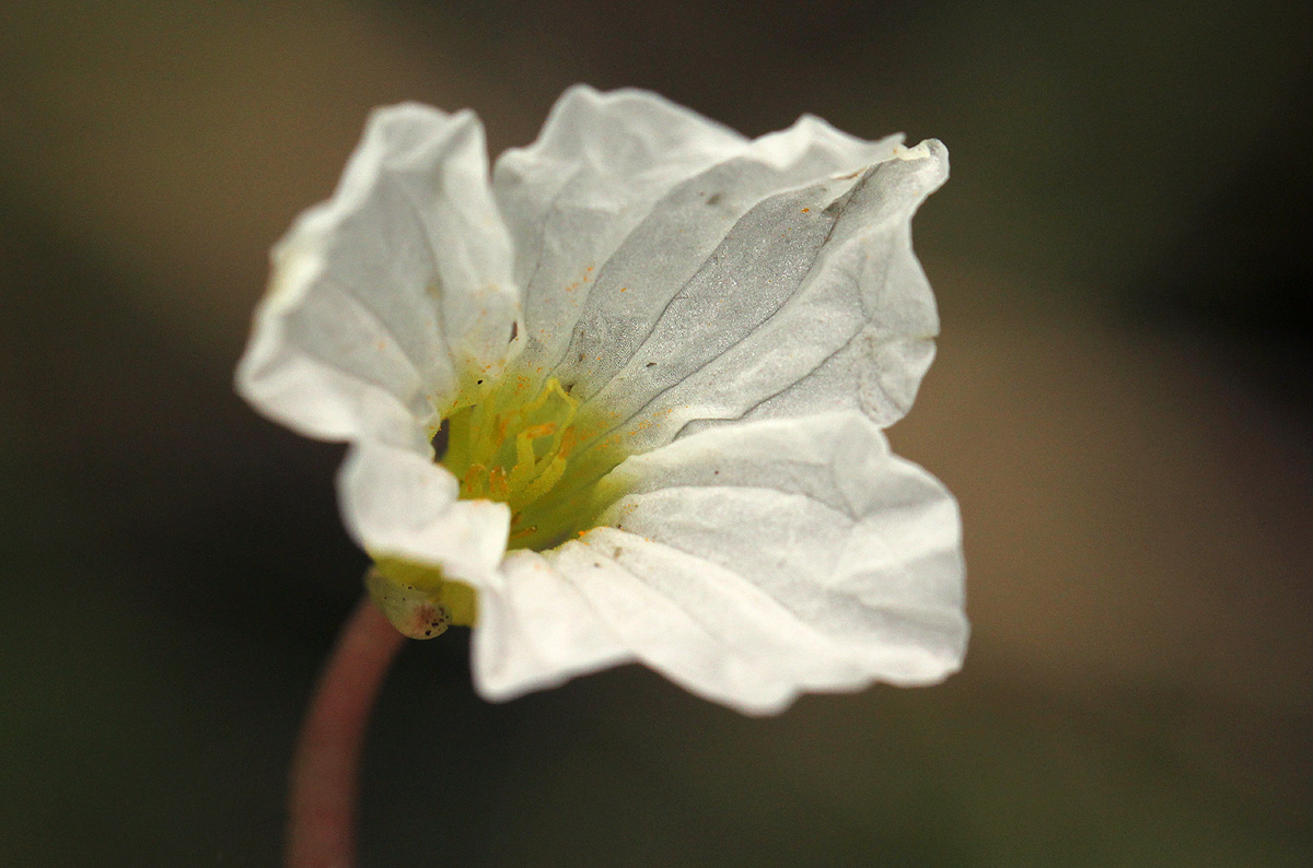 Ottelia exserta Ottelia exserta