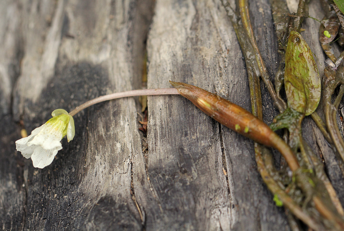 Ottelia exserta Ottelia exserta