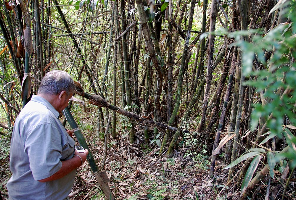 Oreobambos buchwaldii