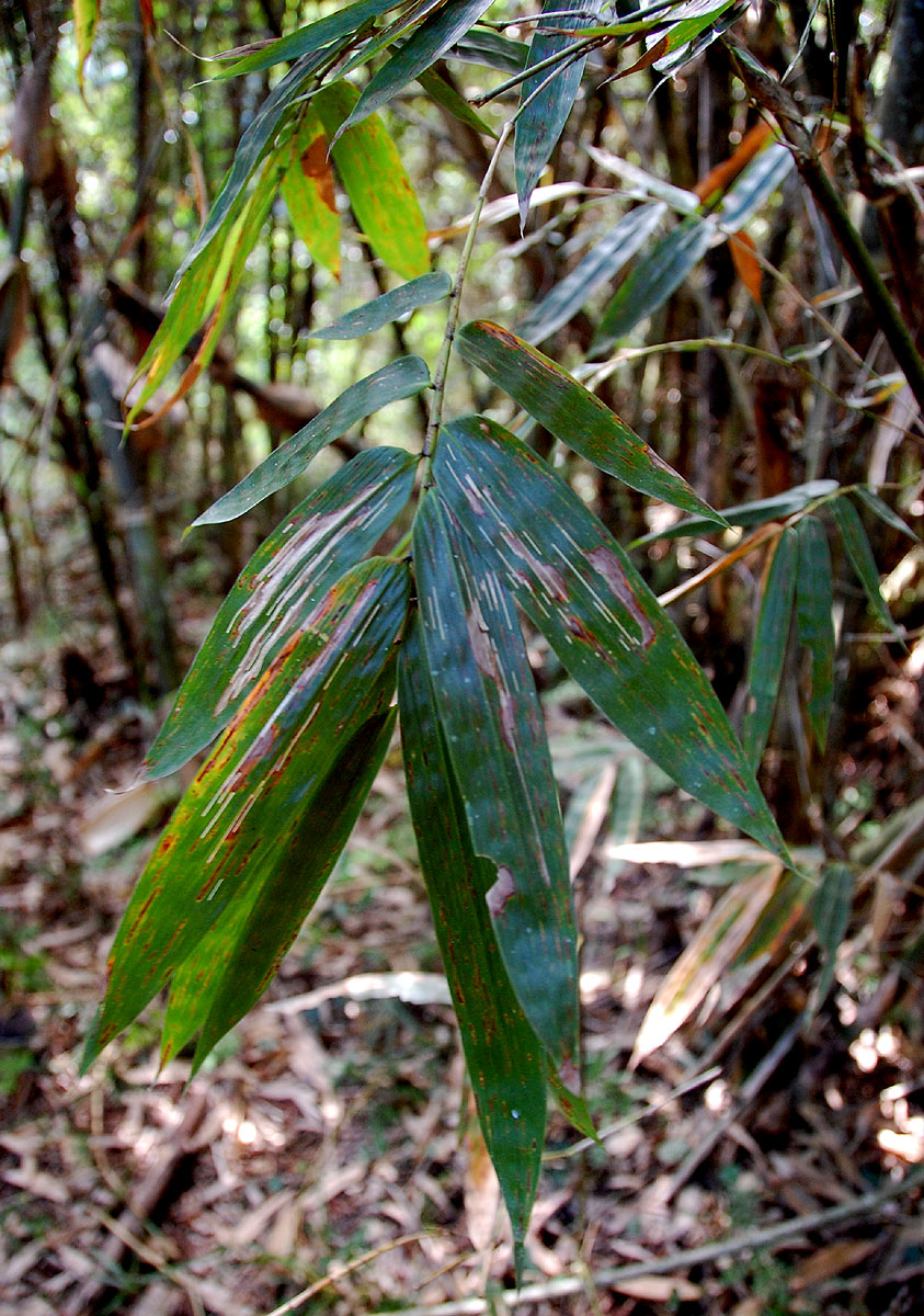 Oreobambos buchwaldii