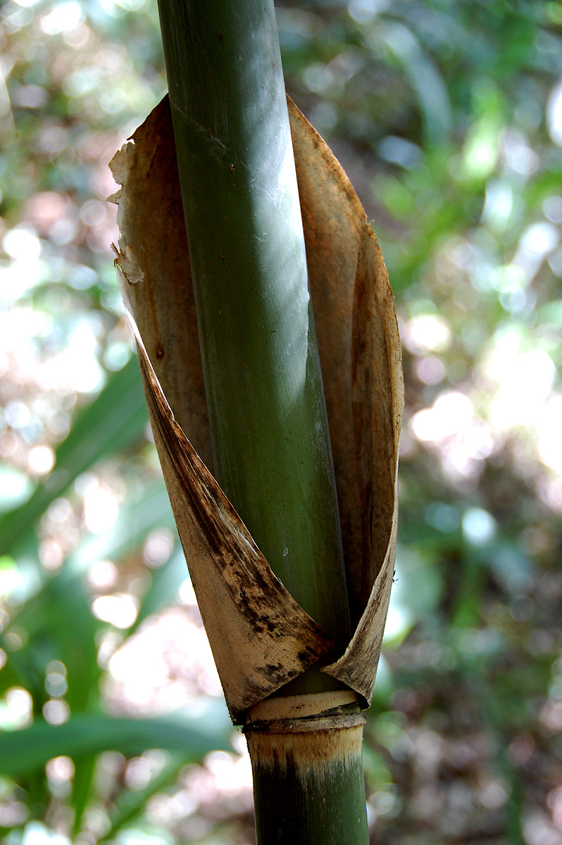 Oreobambos buchwaldii