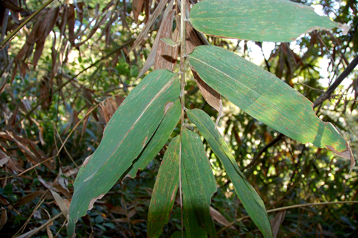 Oreobambos buchwaldii