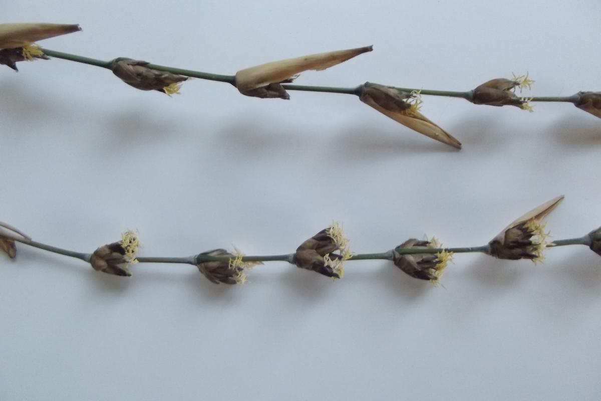 Oreobambos buchwaldii