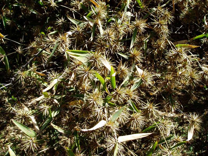 Oxytenanthera abyssinica