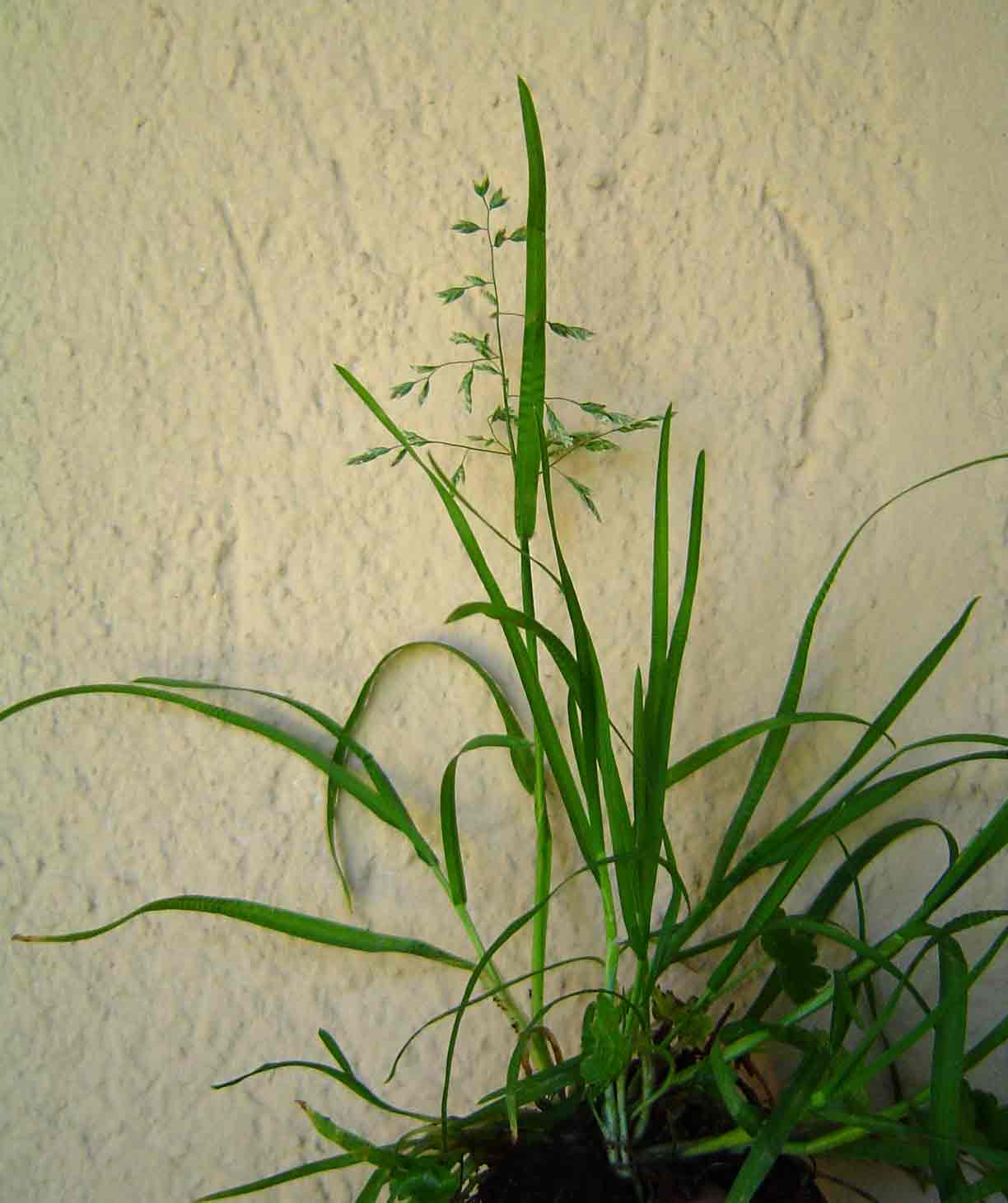 Poa annua