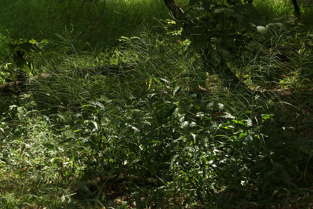 Megastachya mucronata