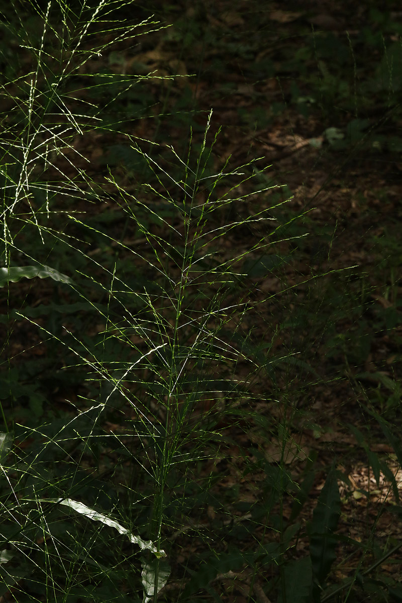 Megastachya mucronata