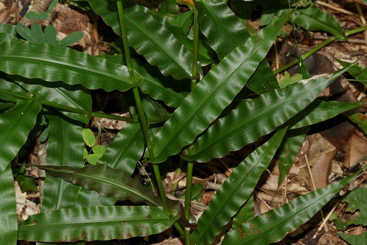 Megastachya mucronata Megastachya mucronata