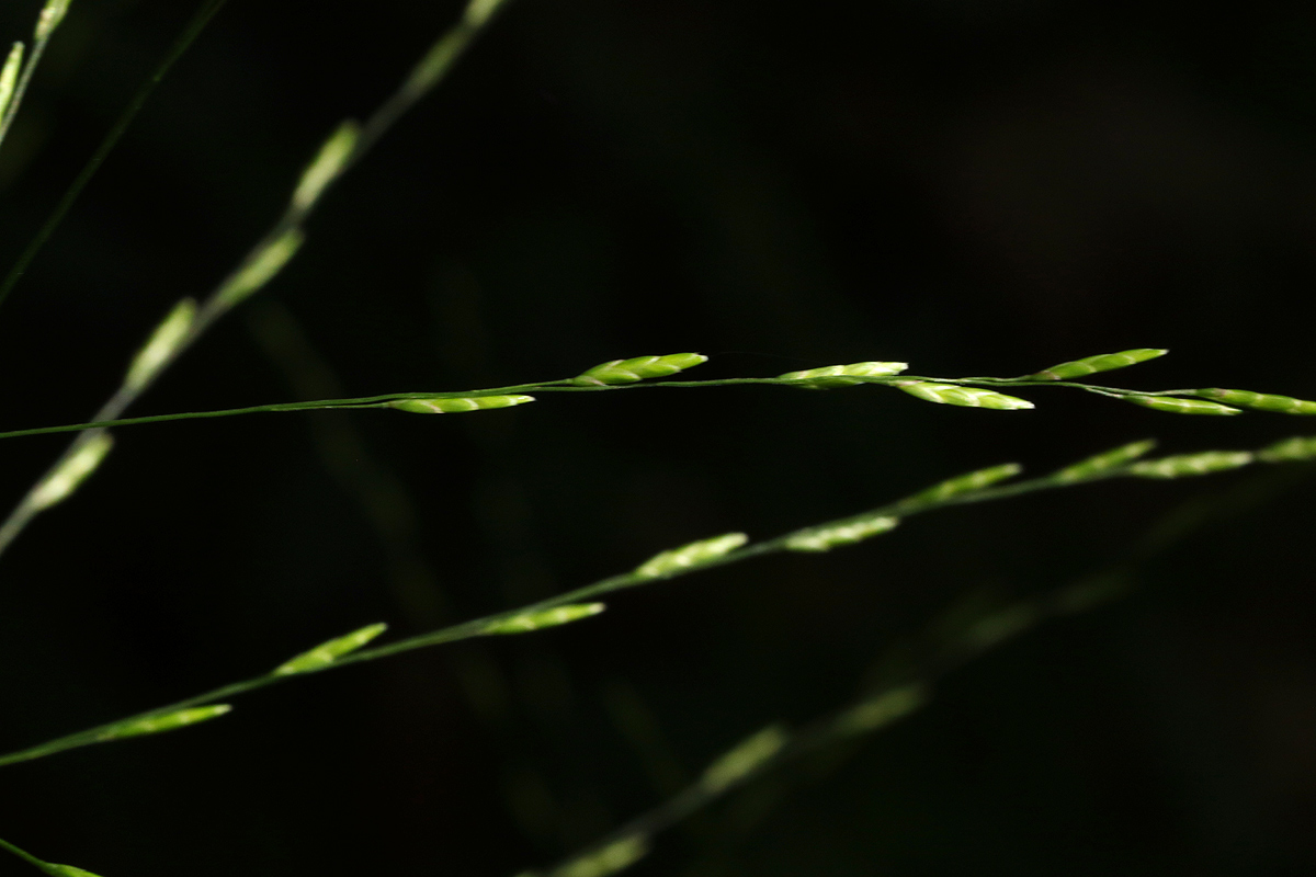 Megastachya mucronata Megastachya mucronata