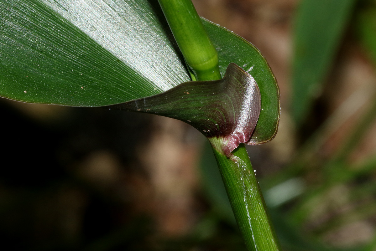 Megastachya mucronata
