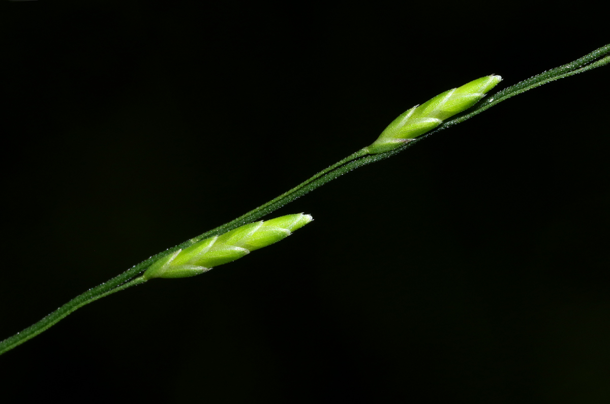 Megastachya mucronata