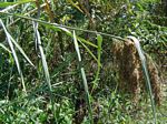 Phragmites mauritianus
