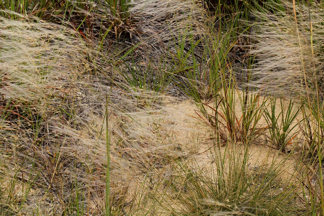 Stipagrostis hirtigluma subsp. patula