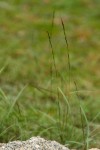 Aristida adscensionis