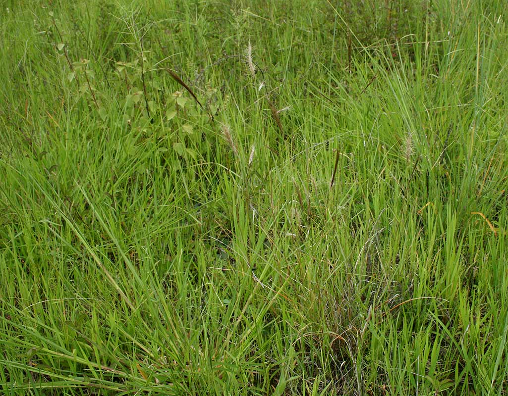 Aristida congesta