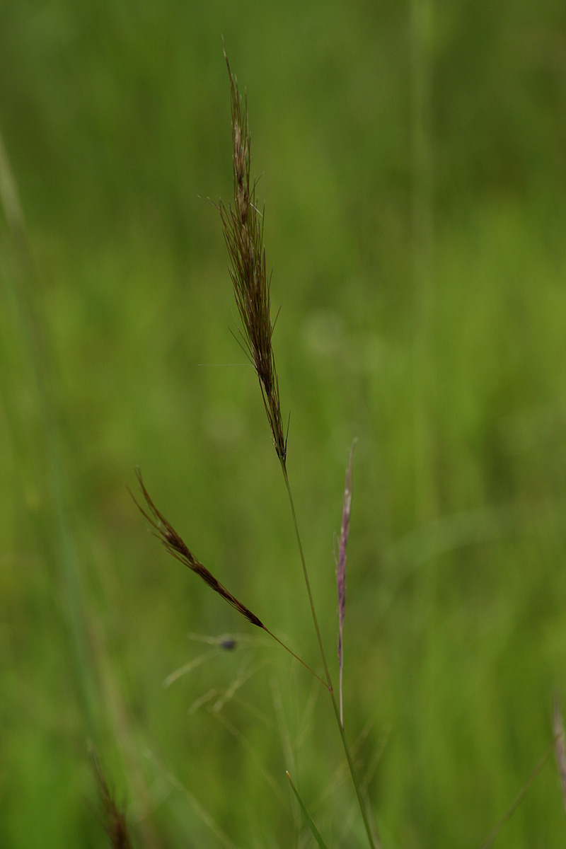 Aristida congesta