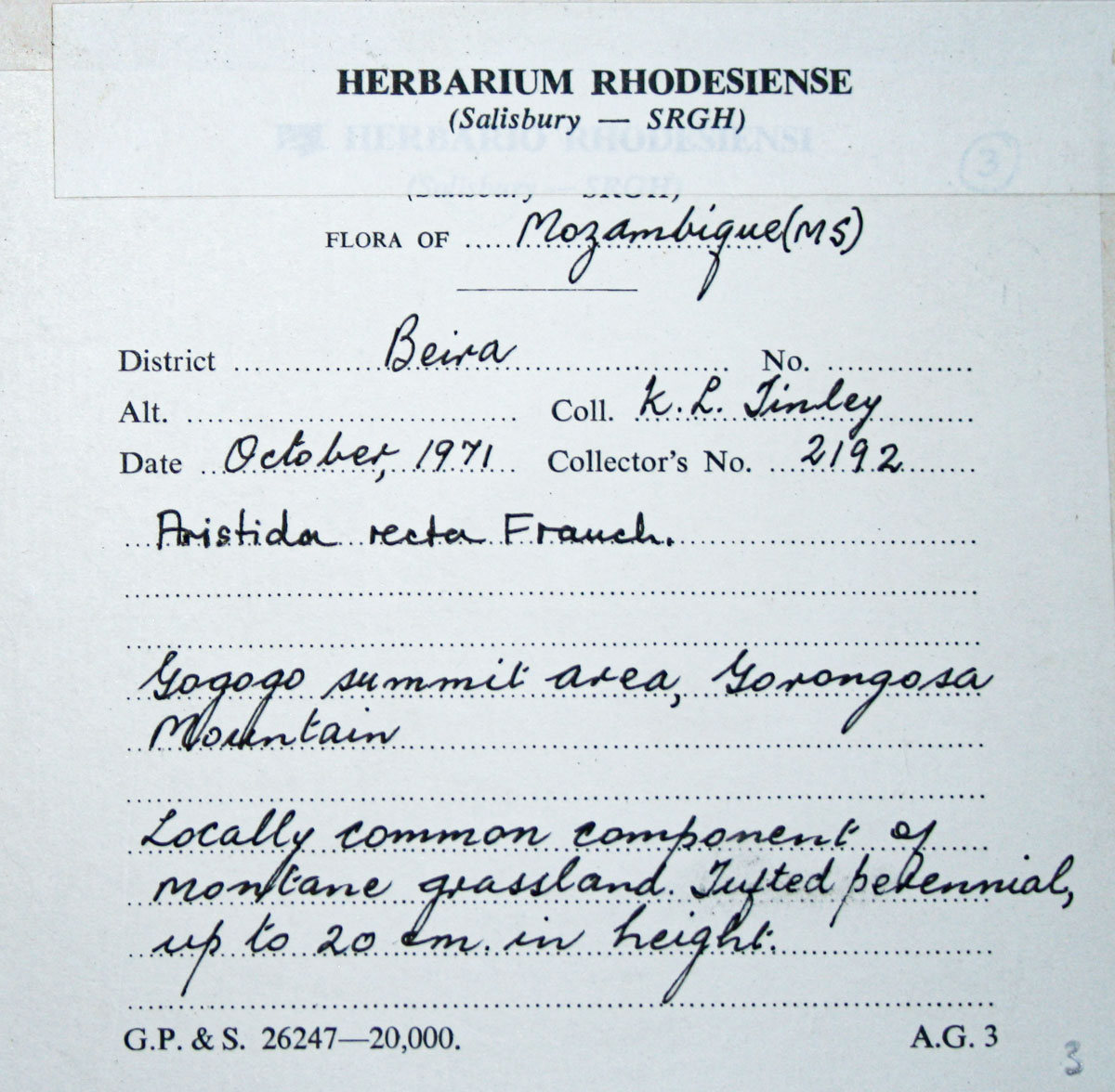 Aristida recta Aristida recta