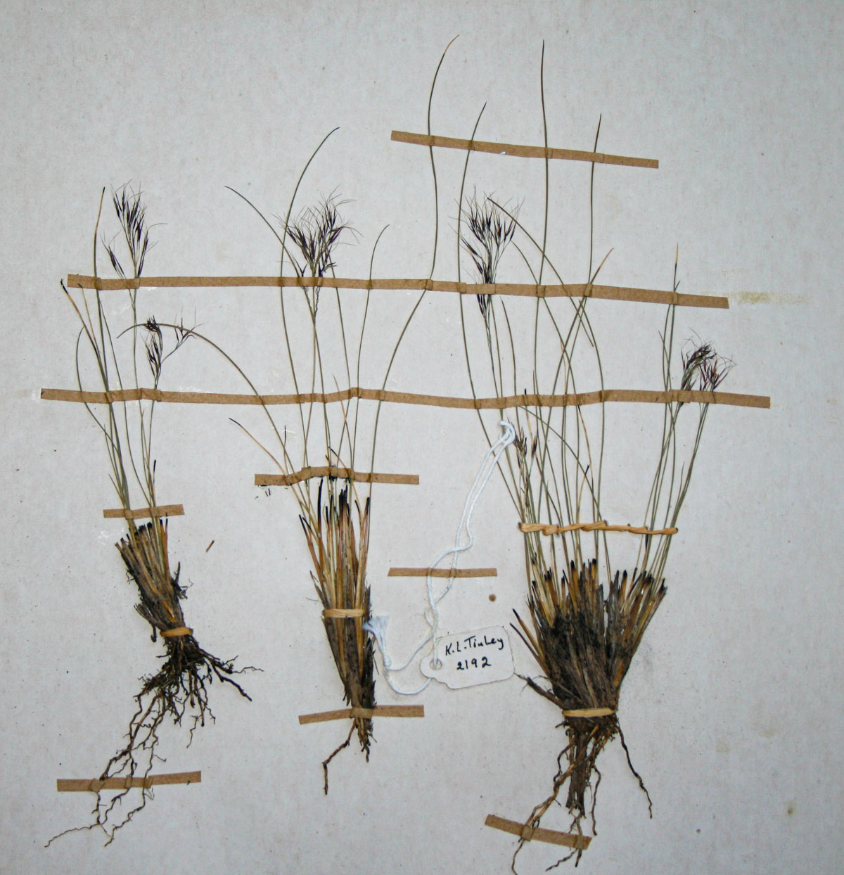 Aristida recta