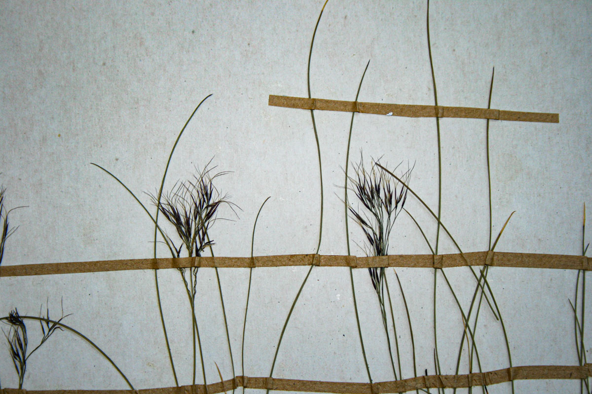 Aristida recta
