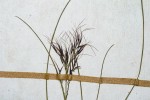 Aristida recta