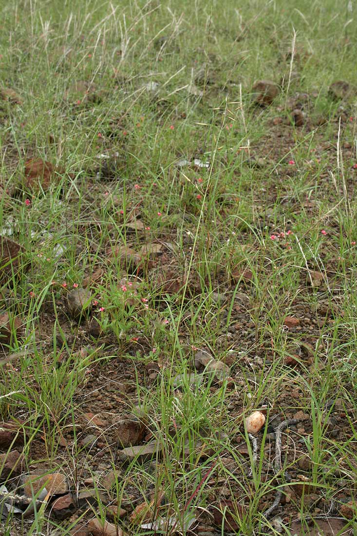 Aristida rhiniochloa