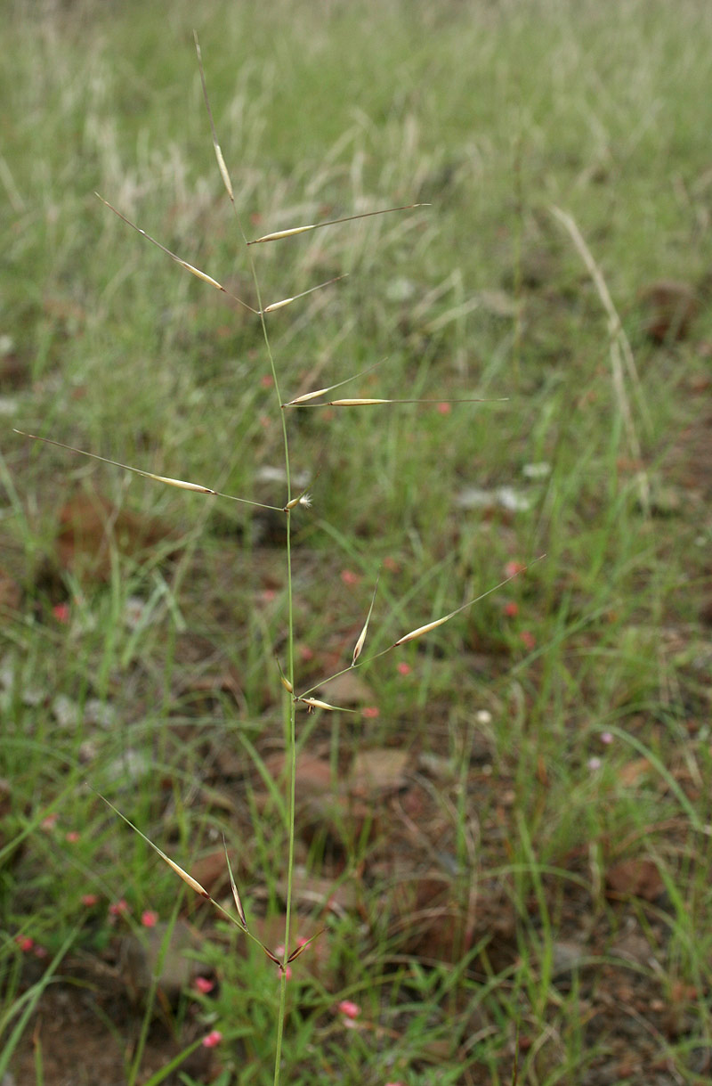 Aristida rhiniochloa Aristida rhiniochloa
