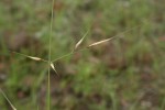 Aristida rhiniochloa