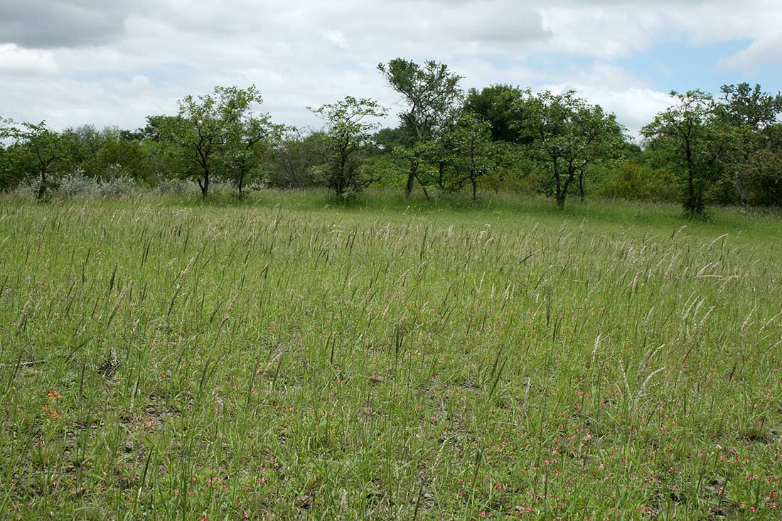 Enneapogon cenchroides