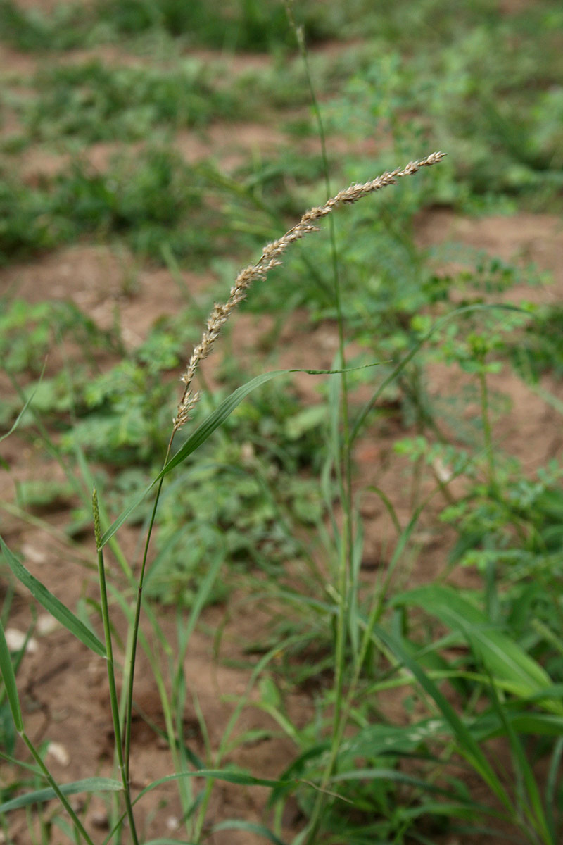 Enneapogon cenchroides