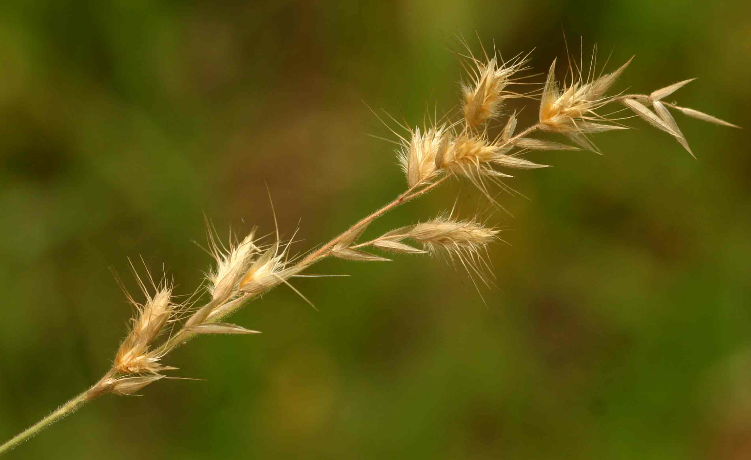 Schmidtia pappophoroides Schmidtia pappophoroides