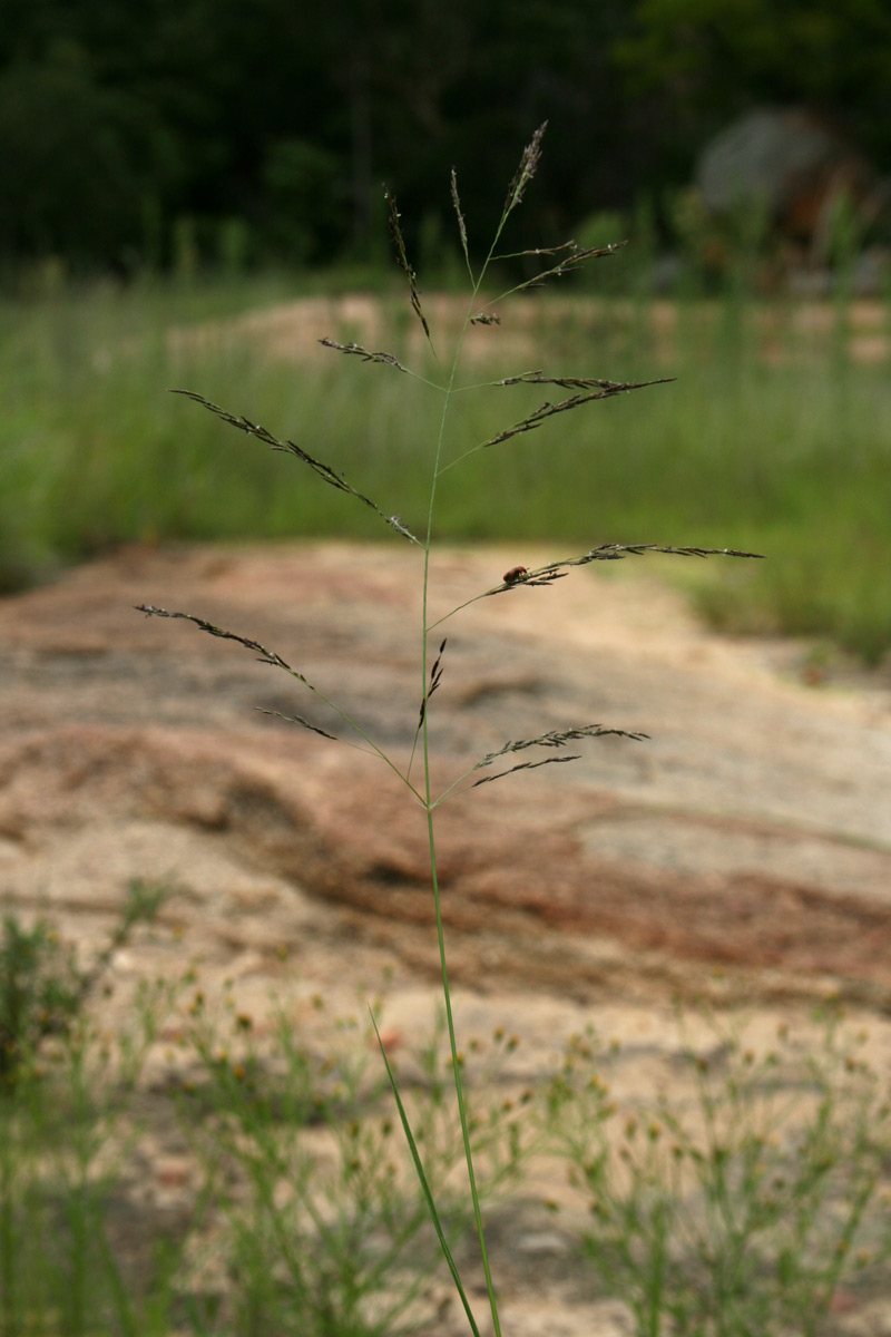 Eragrostis aethiopica Eragrostis aethiopica
