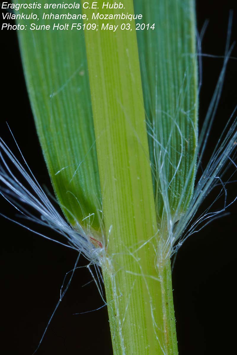 Eragrostis arenicola