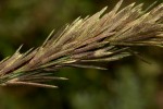 Eragrostis chapelieri
